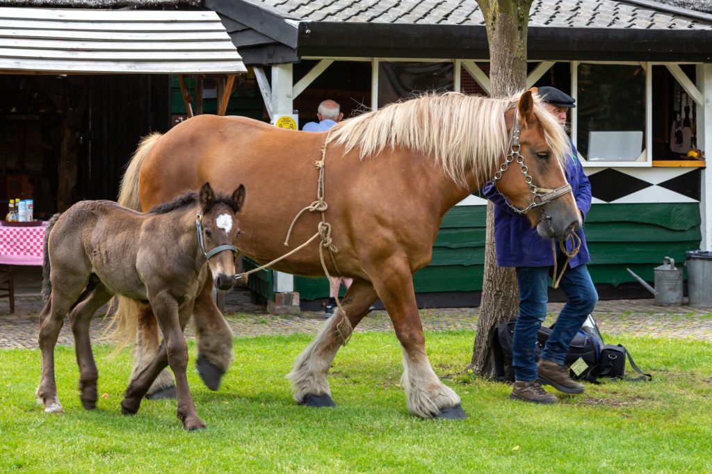 paarden in het boerenbondsmuseum