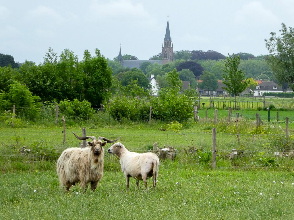 schaap en geit boerenbondsmuseum