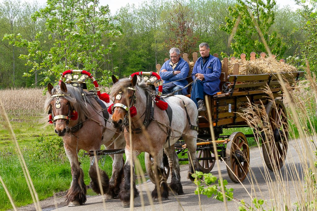 paarden aan het werk