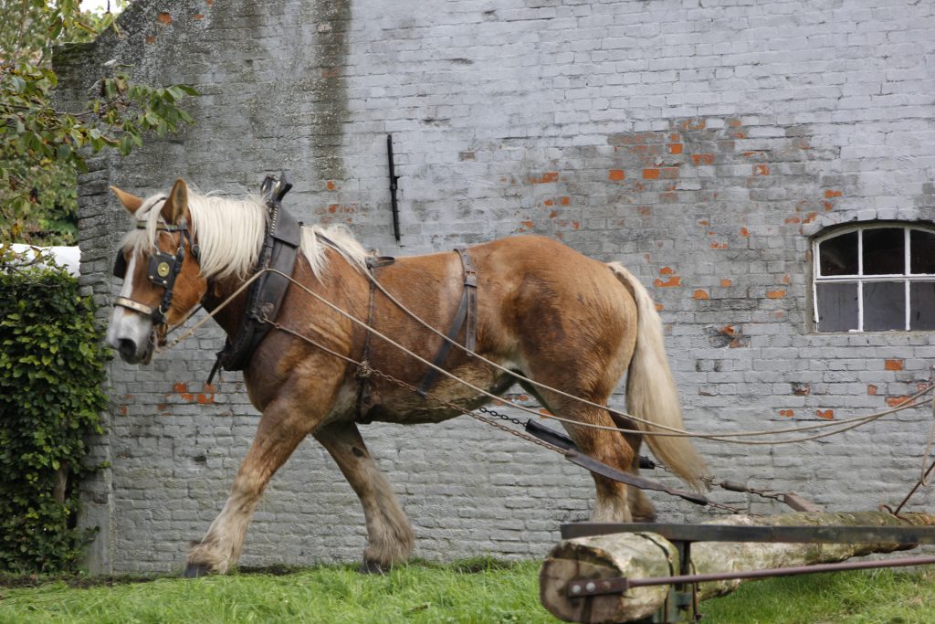 paard op de dorsberg van het boerenbondsmuseum